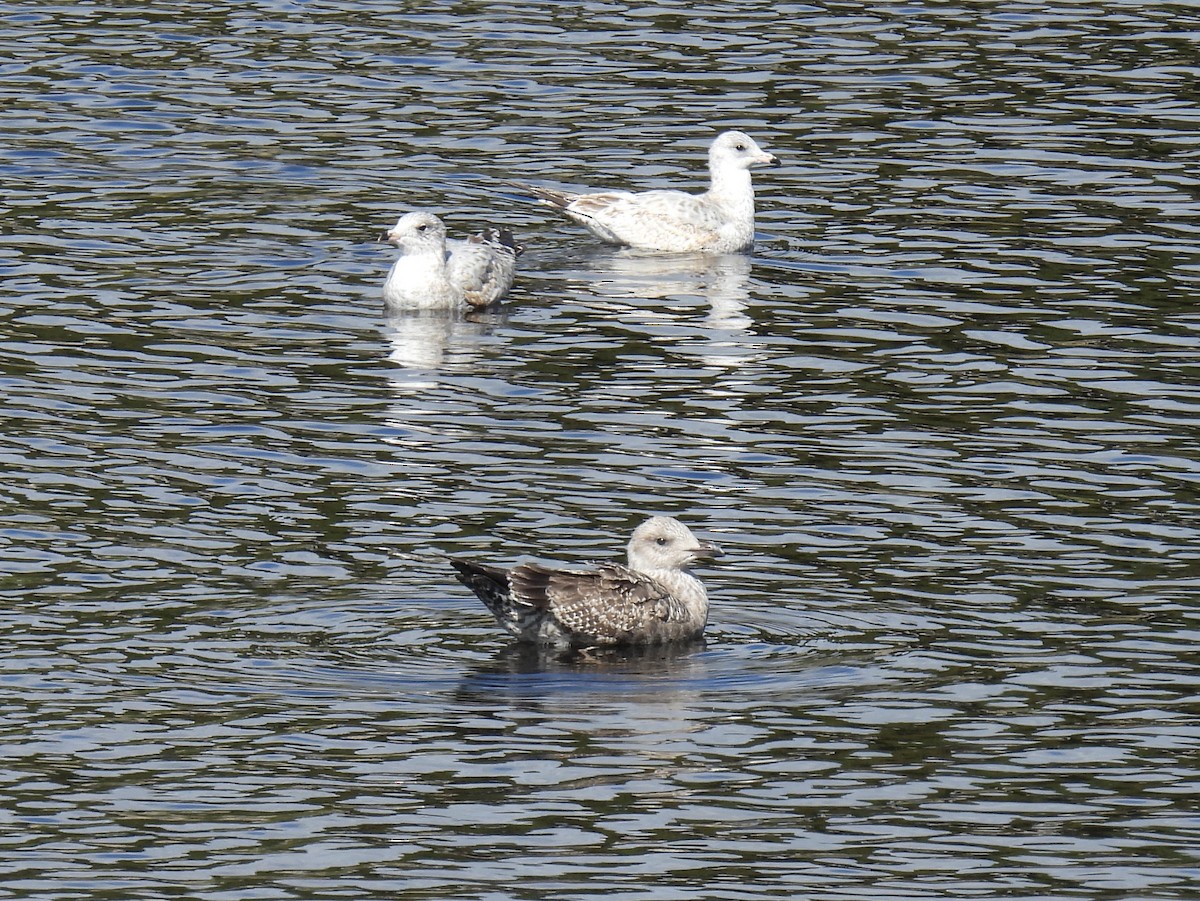 gull sp. - Trish Berube