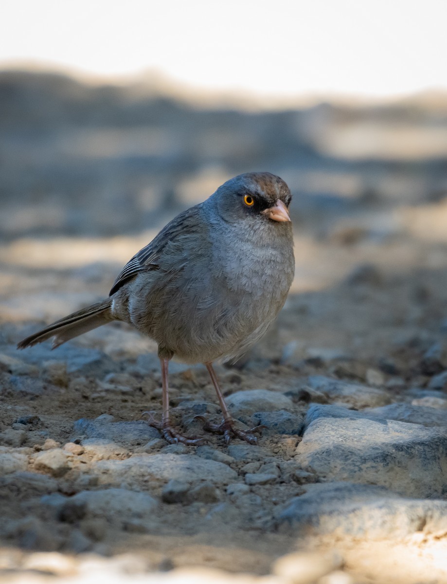 Volcano Junco - ML624222113