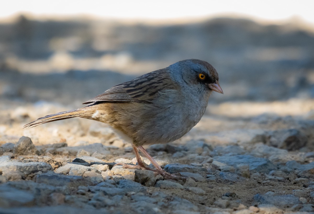 Volcano Junco - ML624222114