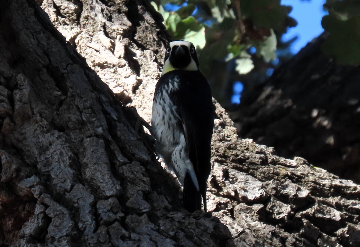 Acorn Woodpecker - ML624222118