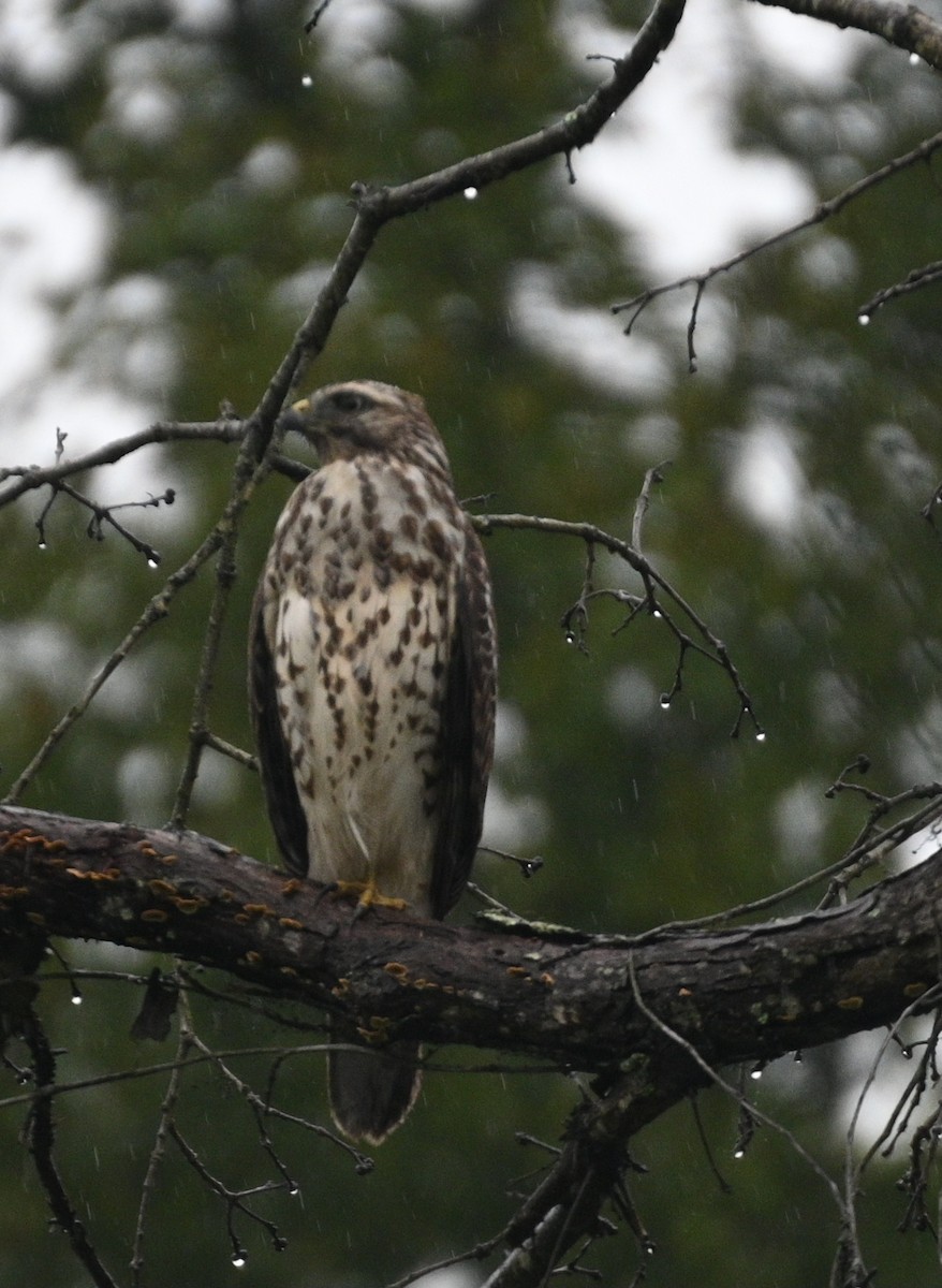 Red-shouldered Hawk - ML624222125