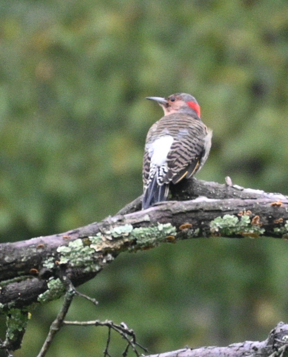 Northern Flicker - ML624222130