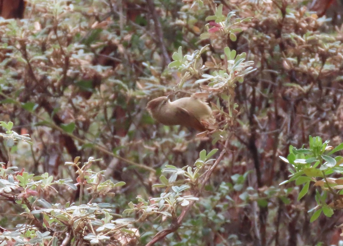 Brown-capped Tit-Spinetail - ML624222135