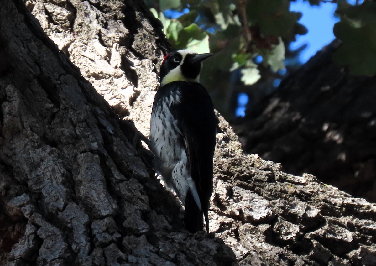 Acorn Woodpecker - ML624222136