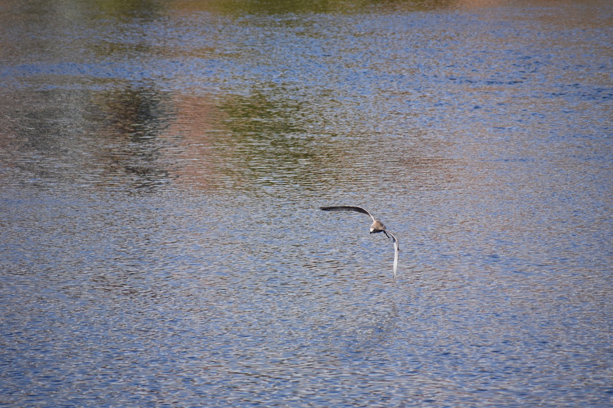 Larus sp. - ML624222137