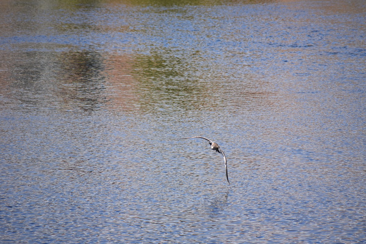 Larus sp. - ML624222138