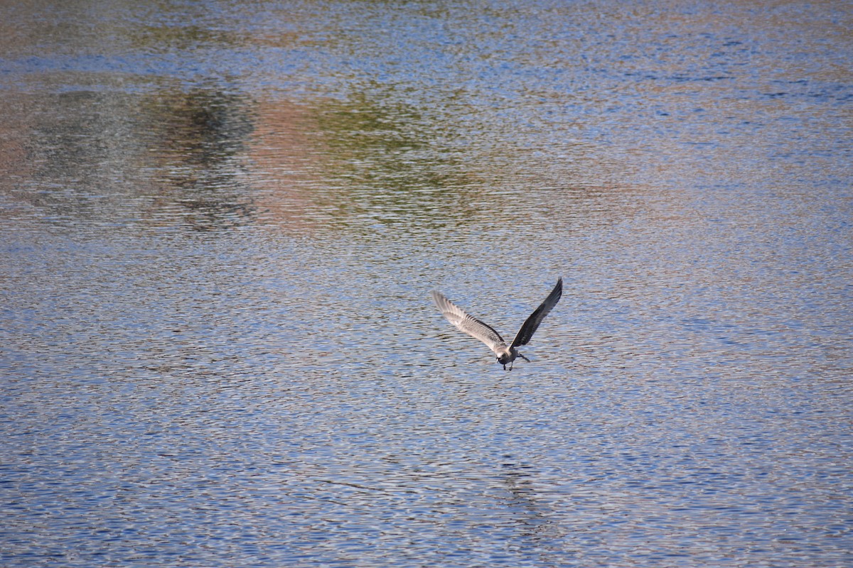 Larus sp. - ML624222139