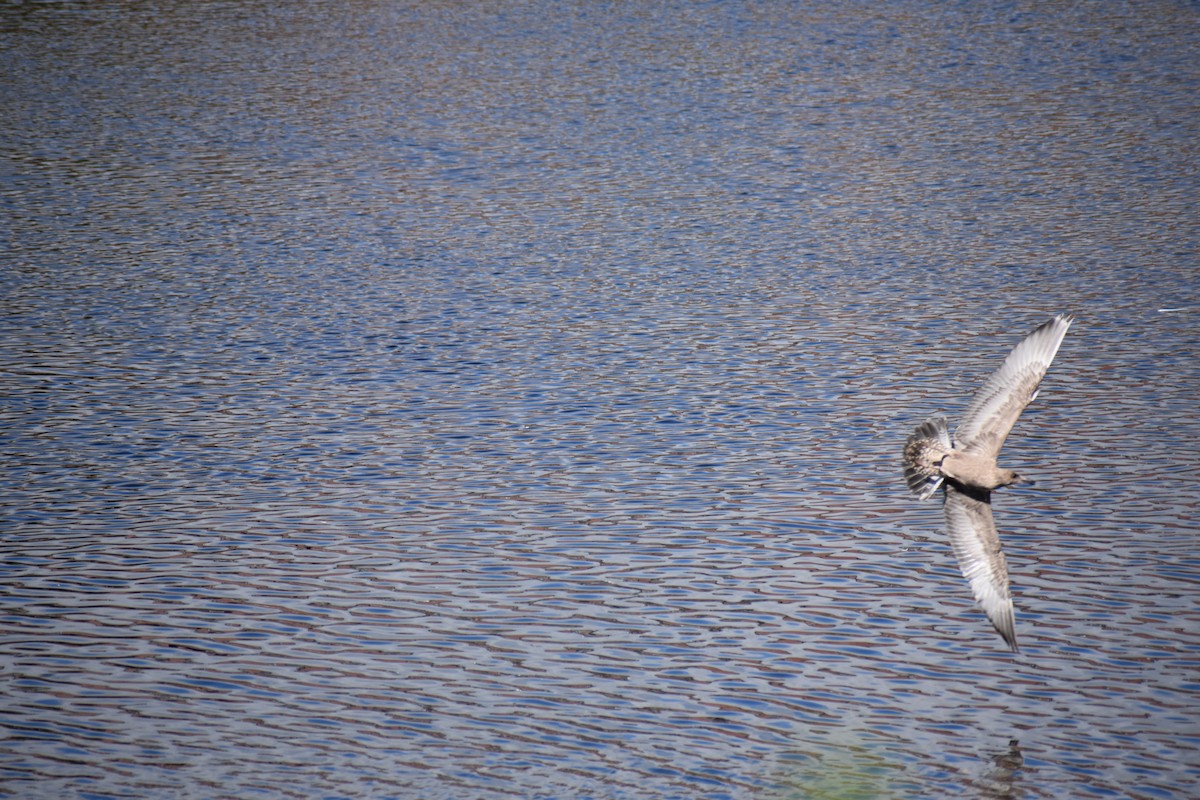 Larus sp. - ML624222140