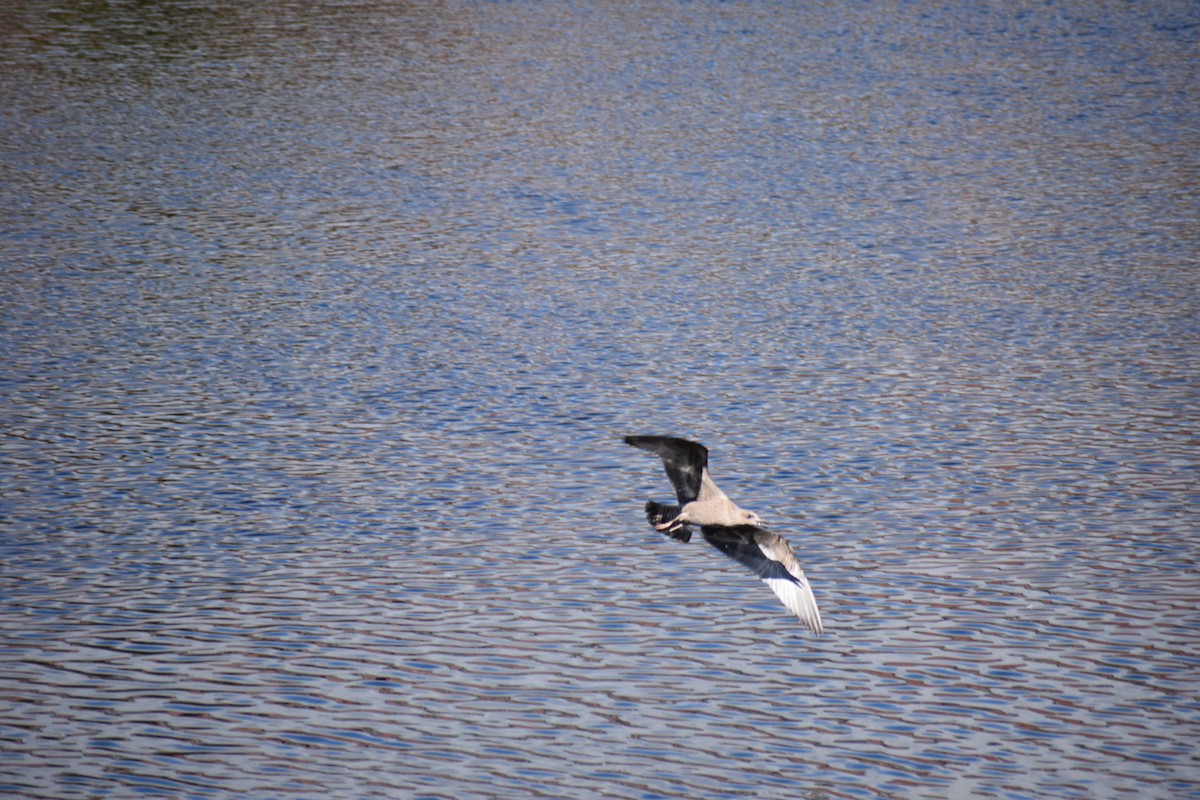 Larus sp. - ML624222141