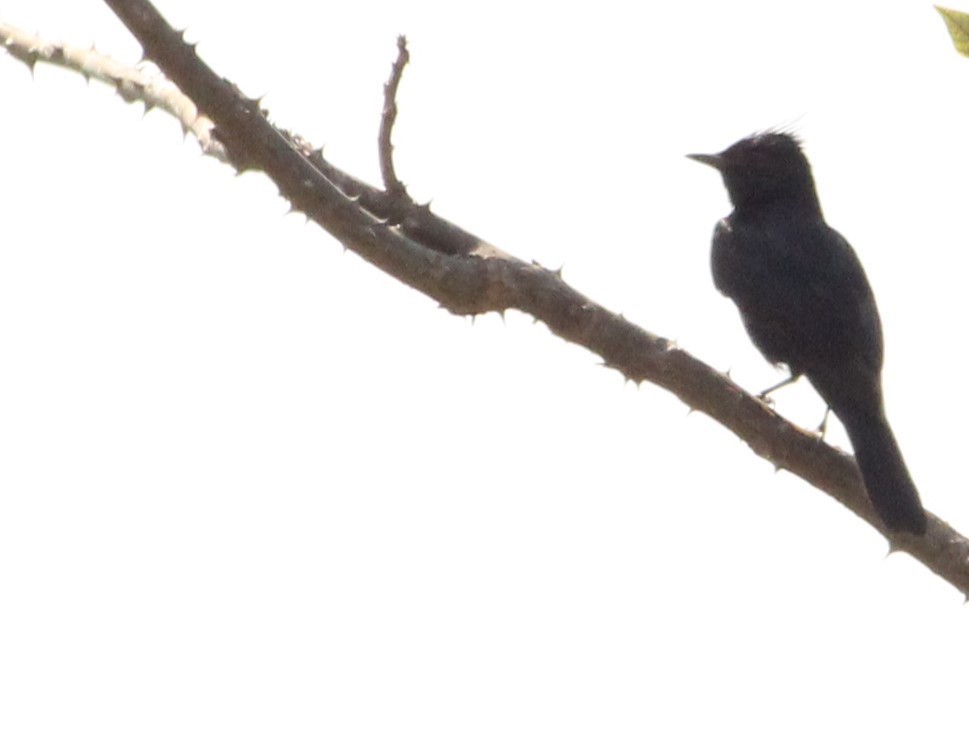 Crested Black-Tyrant - ML624222144