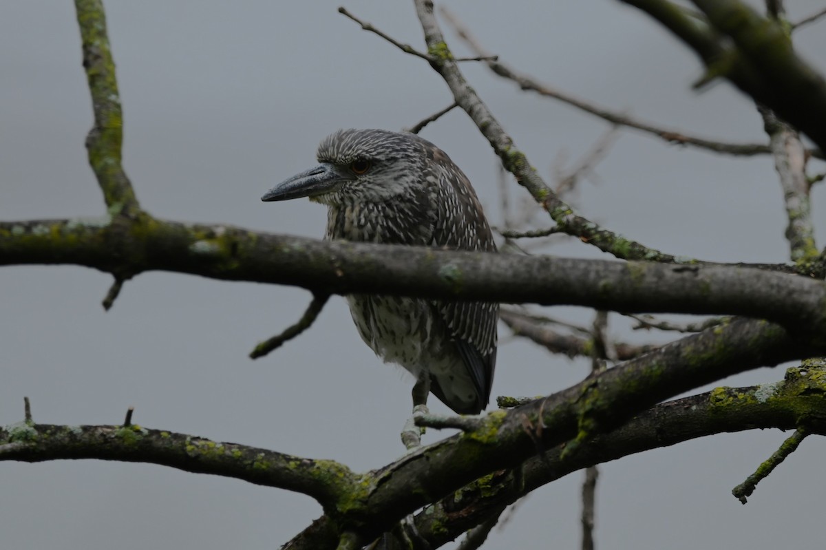 Yellow-crowned Night Heron - ML624222172