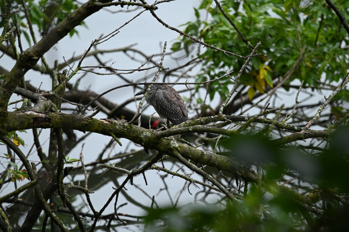 Yellow-crowned Night Heron - ML624222174