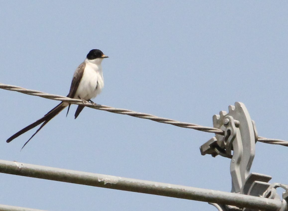 Fork-tailed Flycatcher - ML624222177