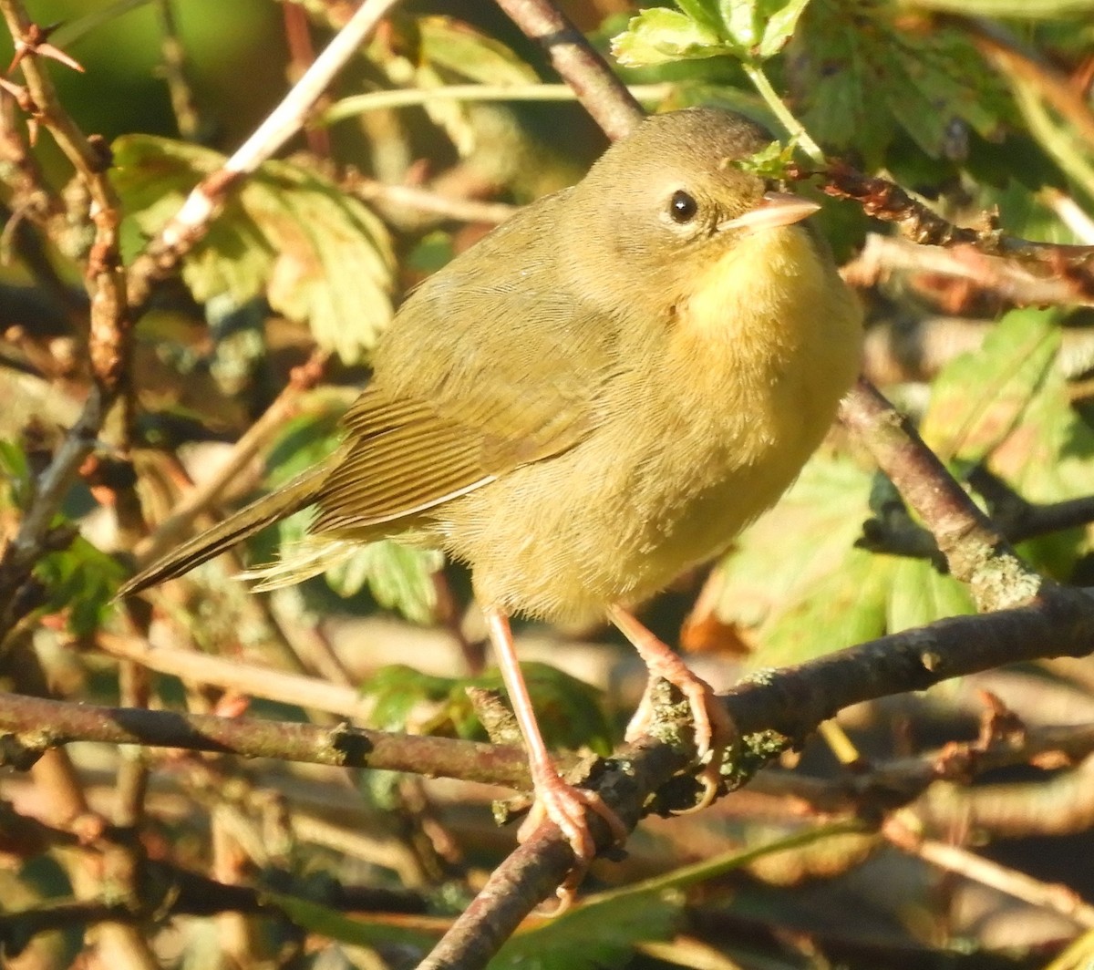 Common Yellowthroat - ML624222186