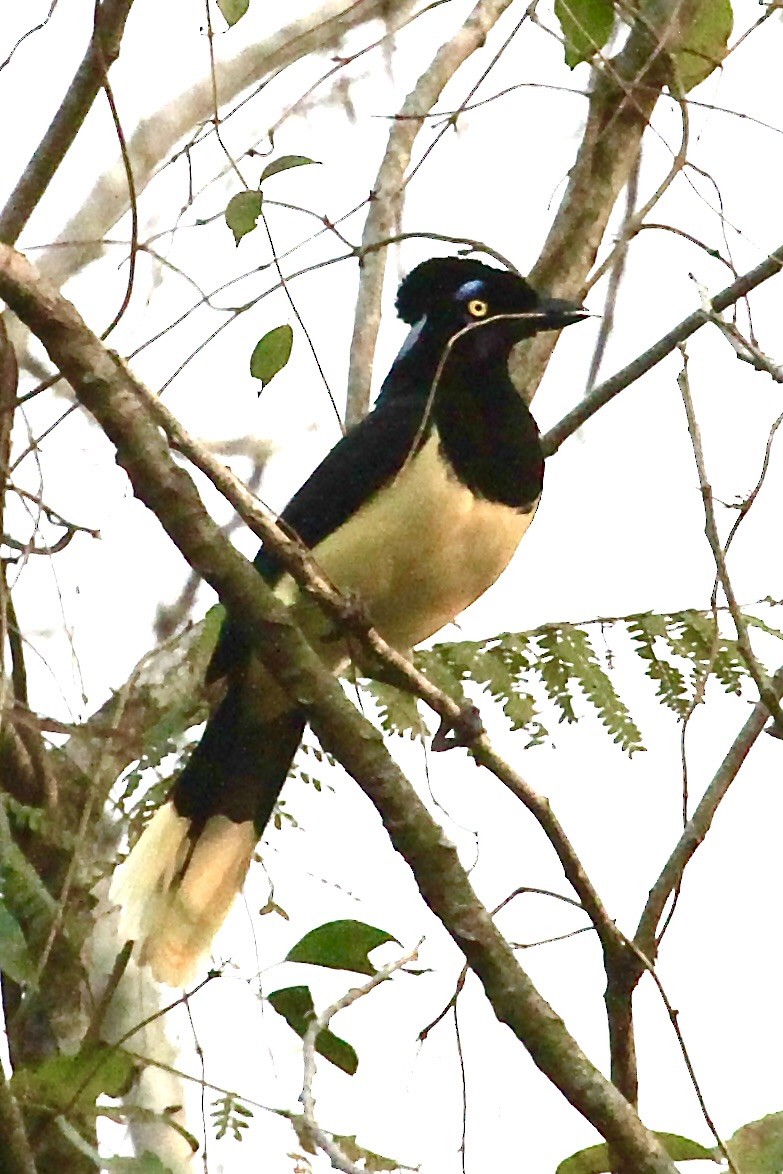 Plush-crested Jay - ML624222188