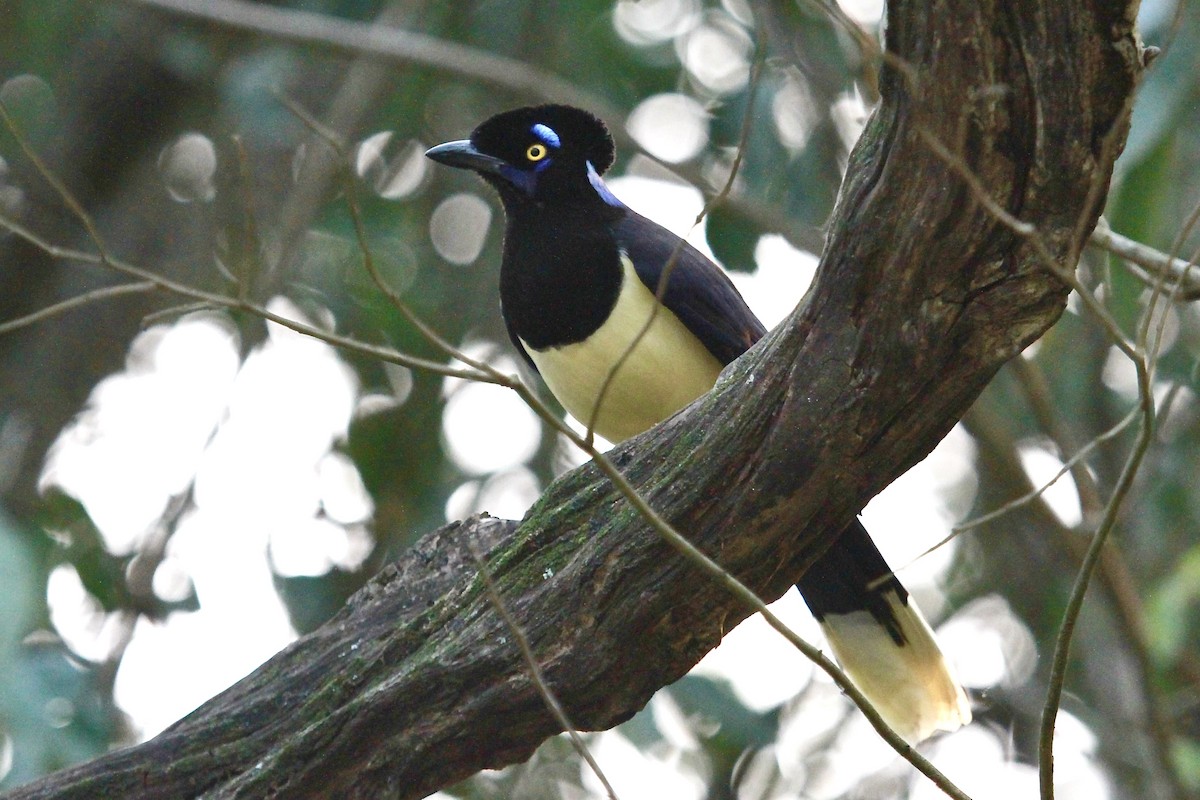 Plush-crested Jay - ML624222189