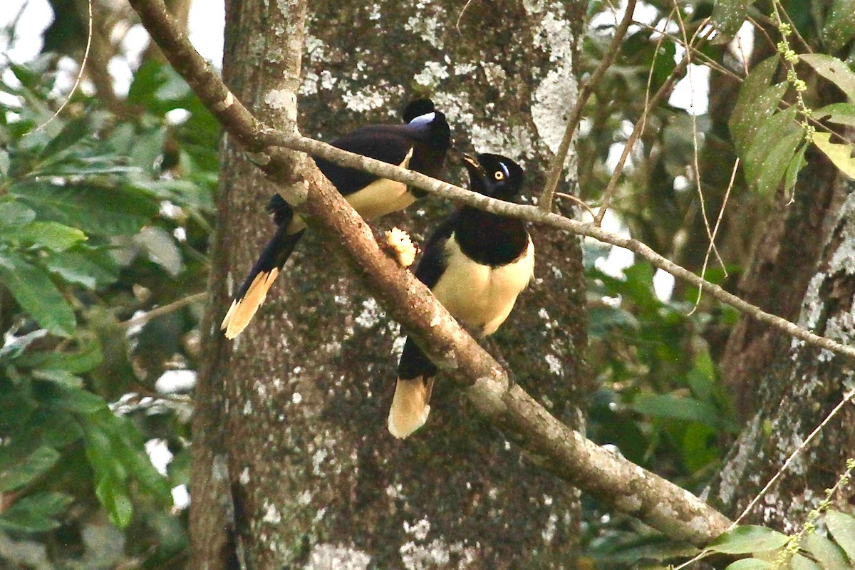 Plush-crested Jay - ML624222196