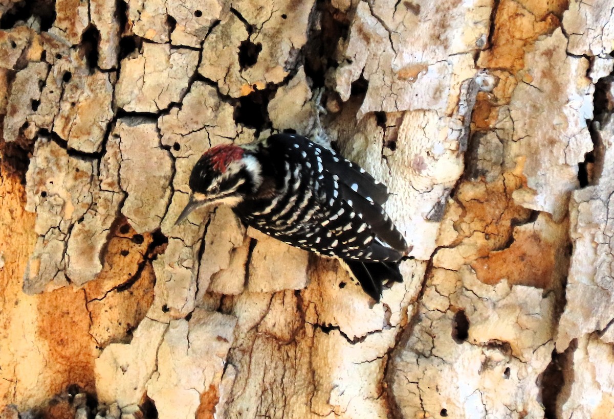 Nuttall's Woodpecker - ML624222198