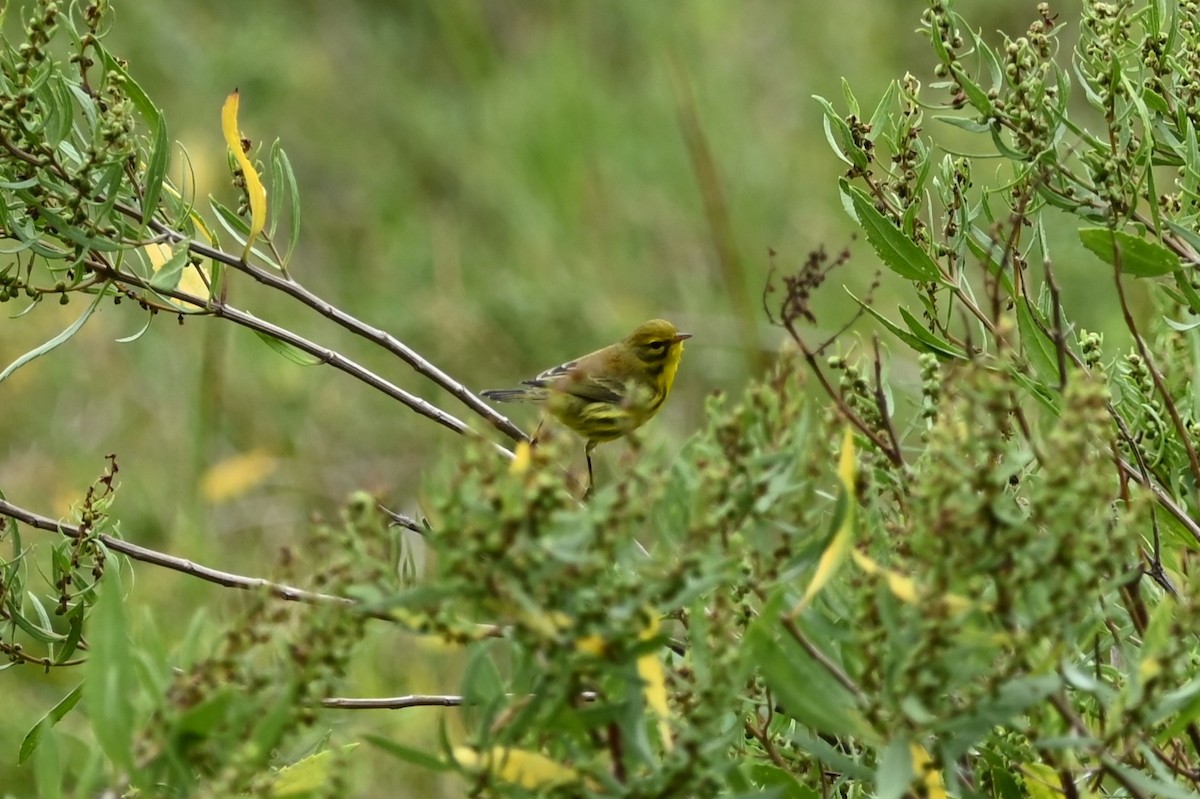 Prairie Warbler - ML624222199