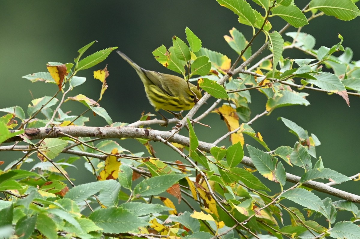 Prairie Warbler - ML624222200