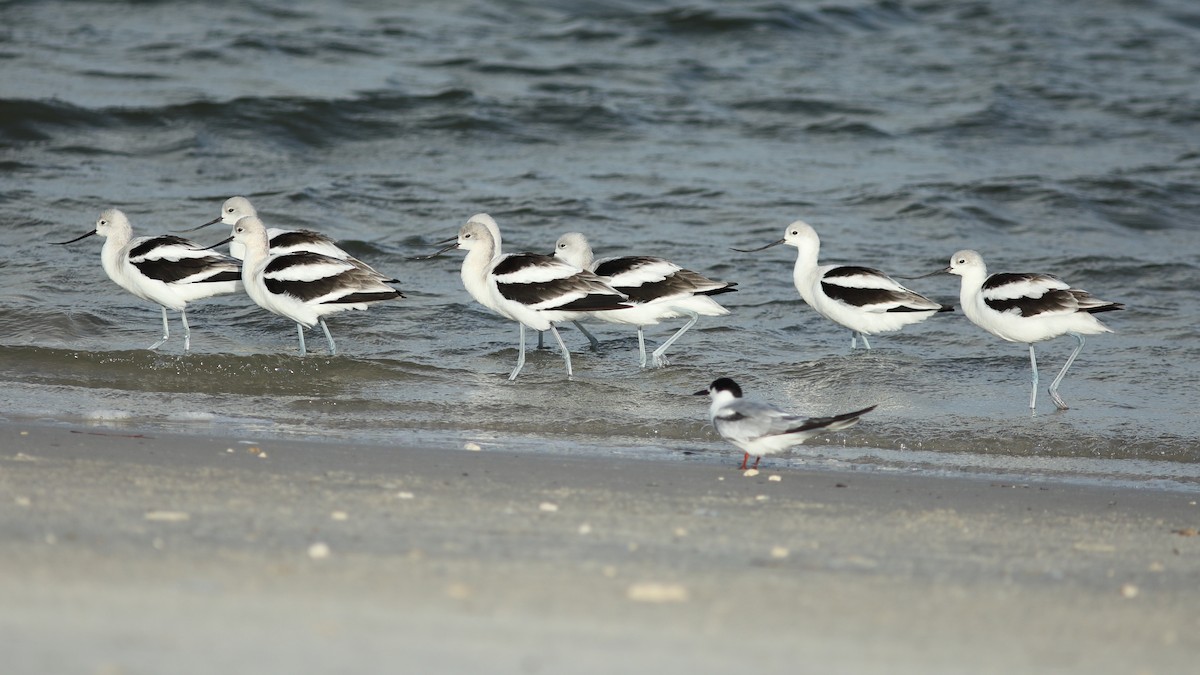 American Avocet - ML624222202