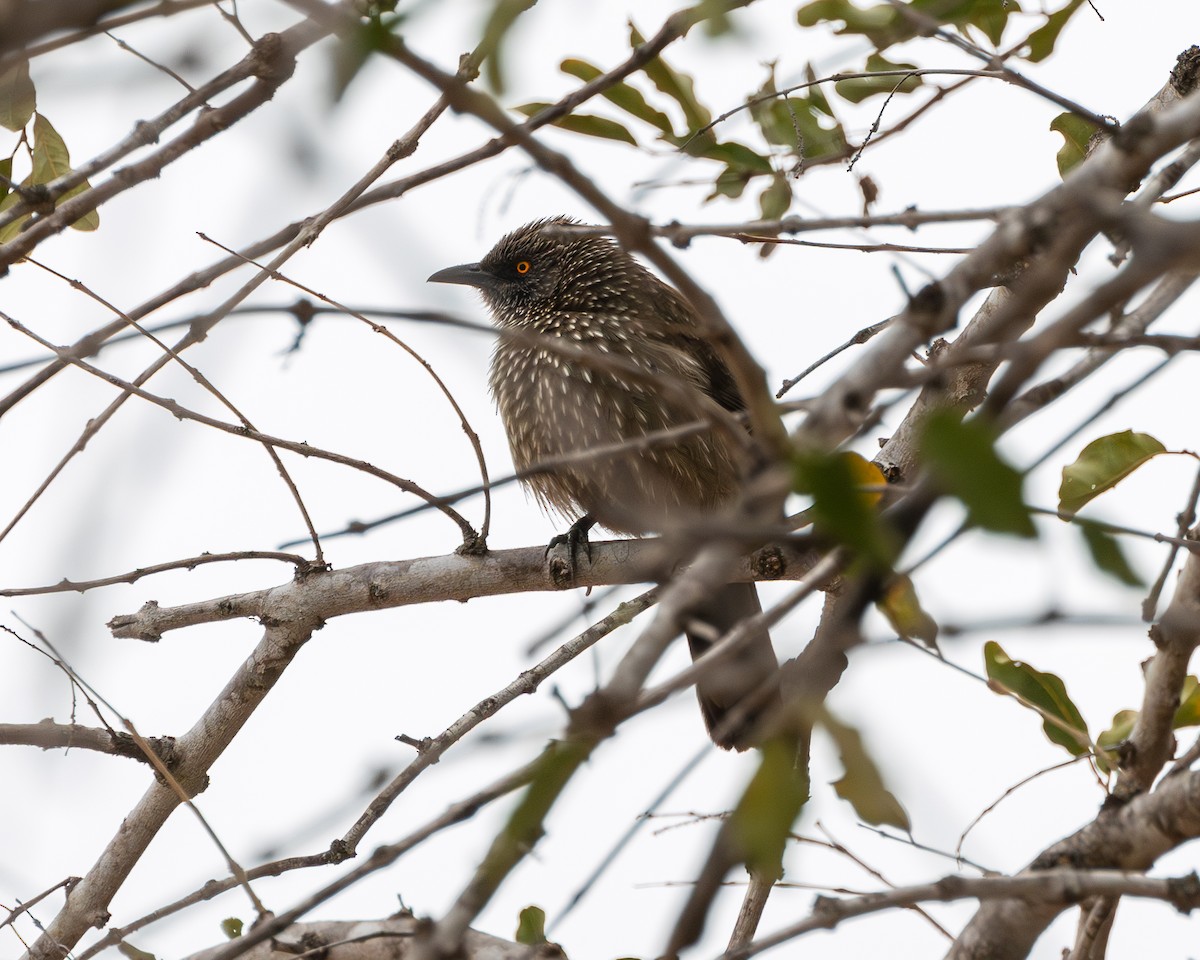 Arrow-marked Babbler - ML624222203