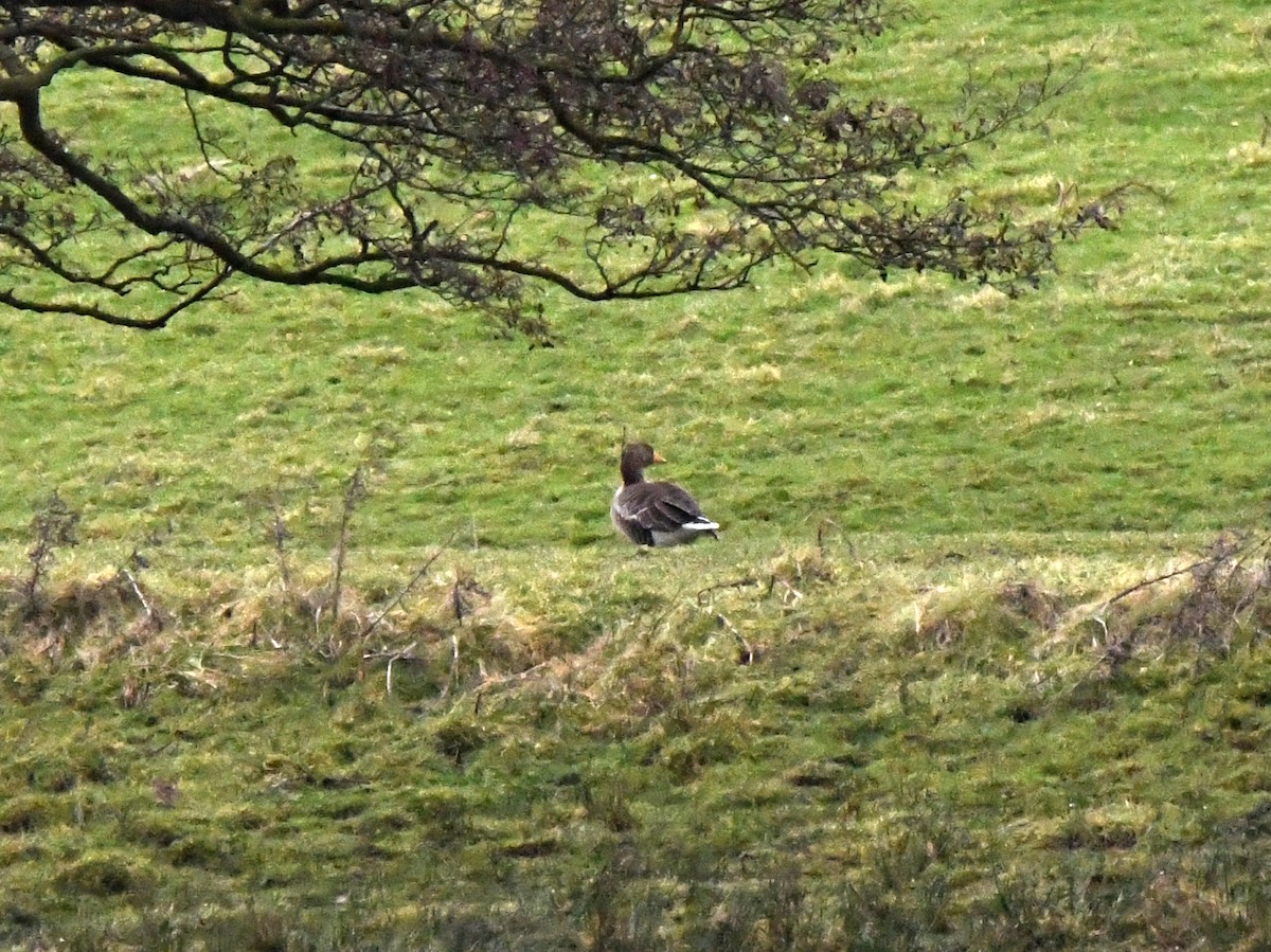 Graylag Goose (European) - ML624222207