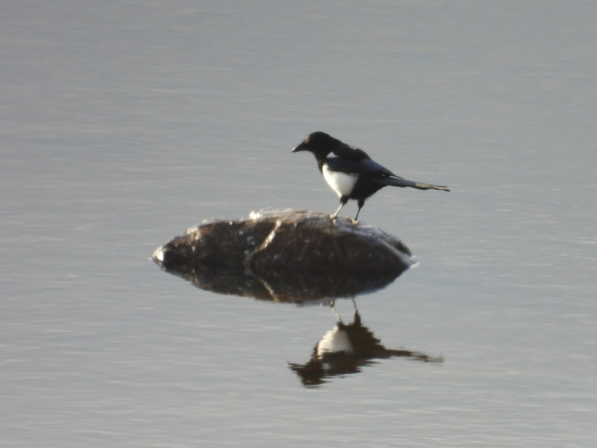 Black-billed Magpie - ML624222208