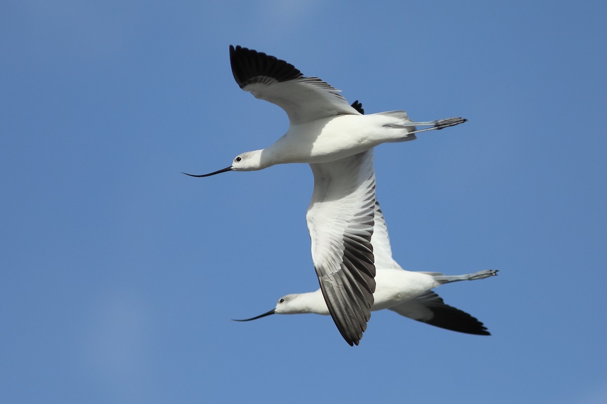 American Avocet - Vince Capp