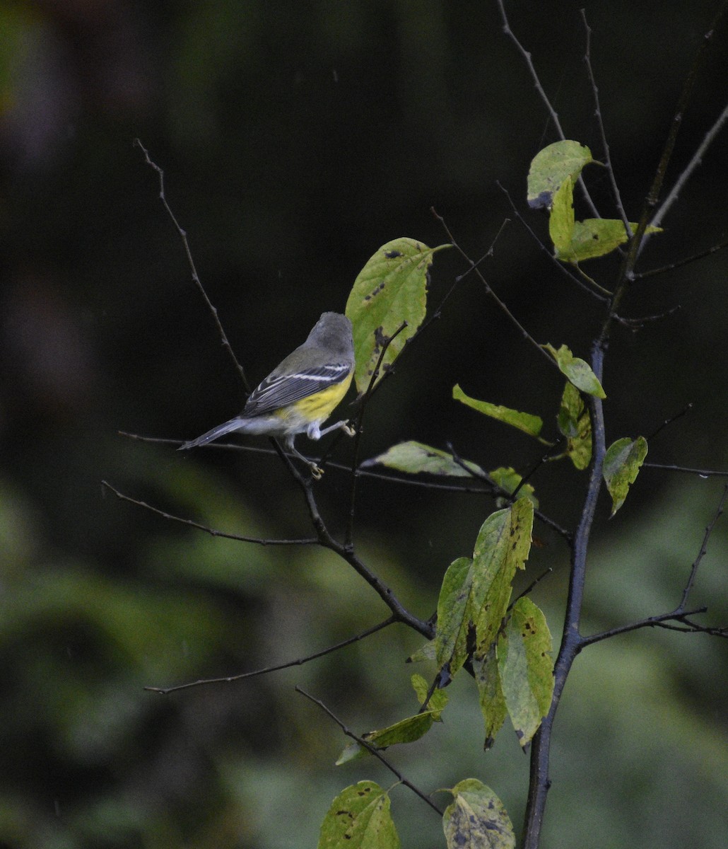 Magnolia Warbler - ML624222212