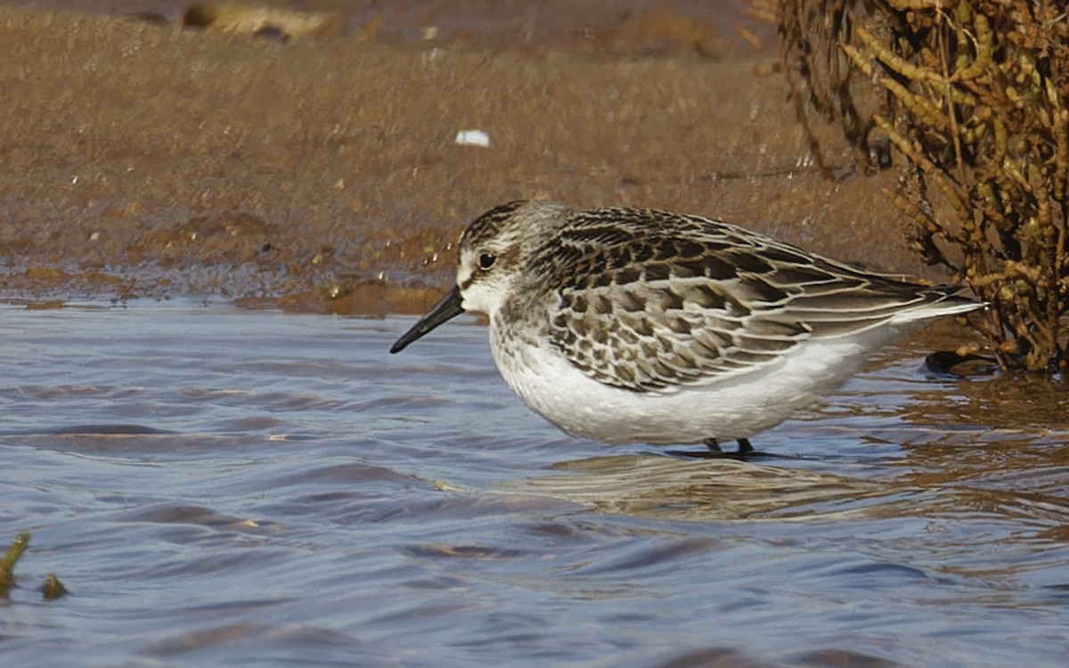 Semipalmated Sandpiper - ML624222214