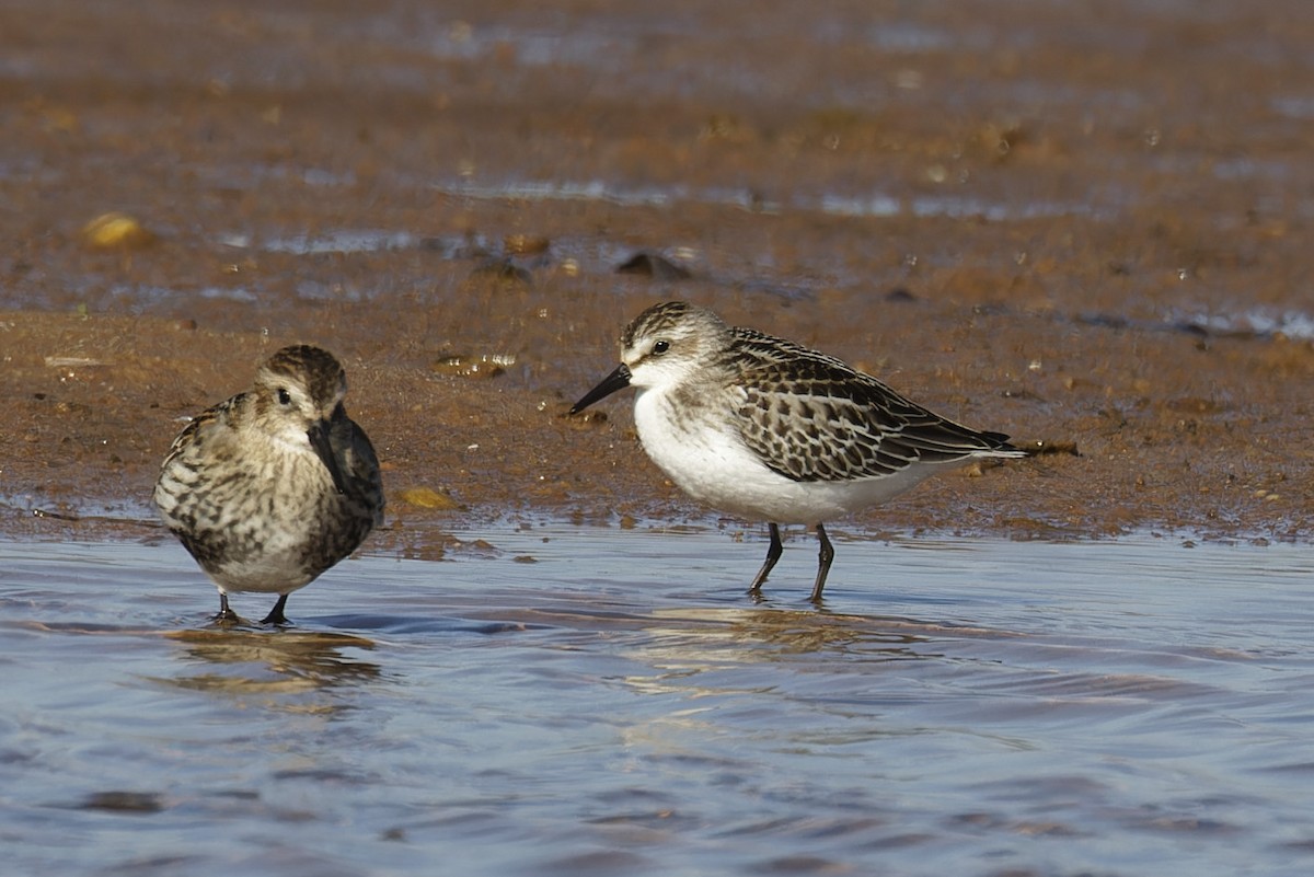 Semipalmated Sandpiper - ML624222215