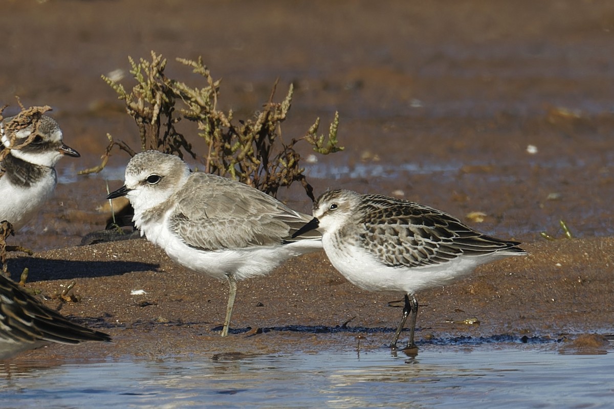 Semipalmated Sandpiper - ML624222216