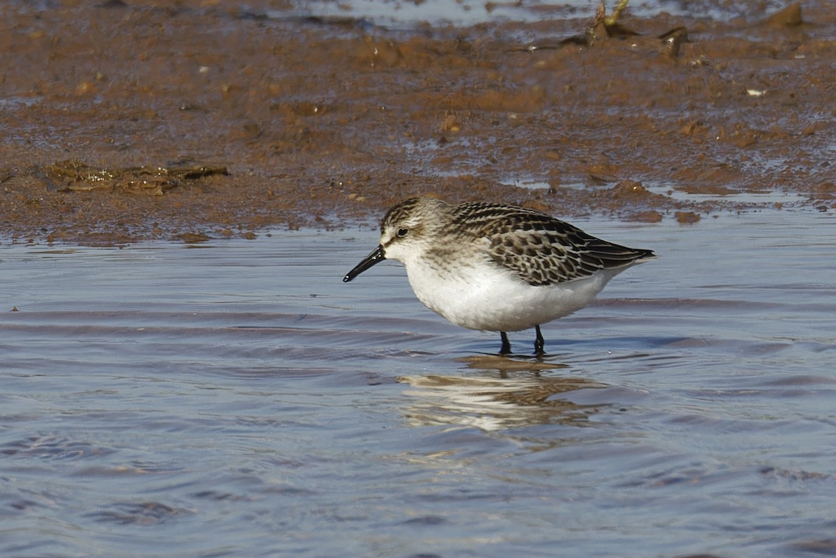 Semipalmated Sandpiper - ML624222217