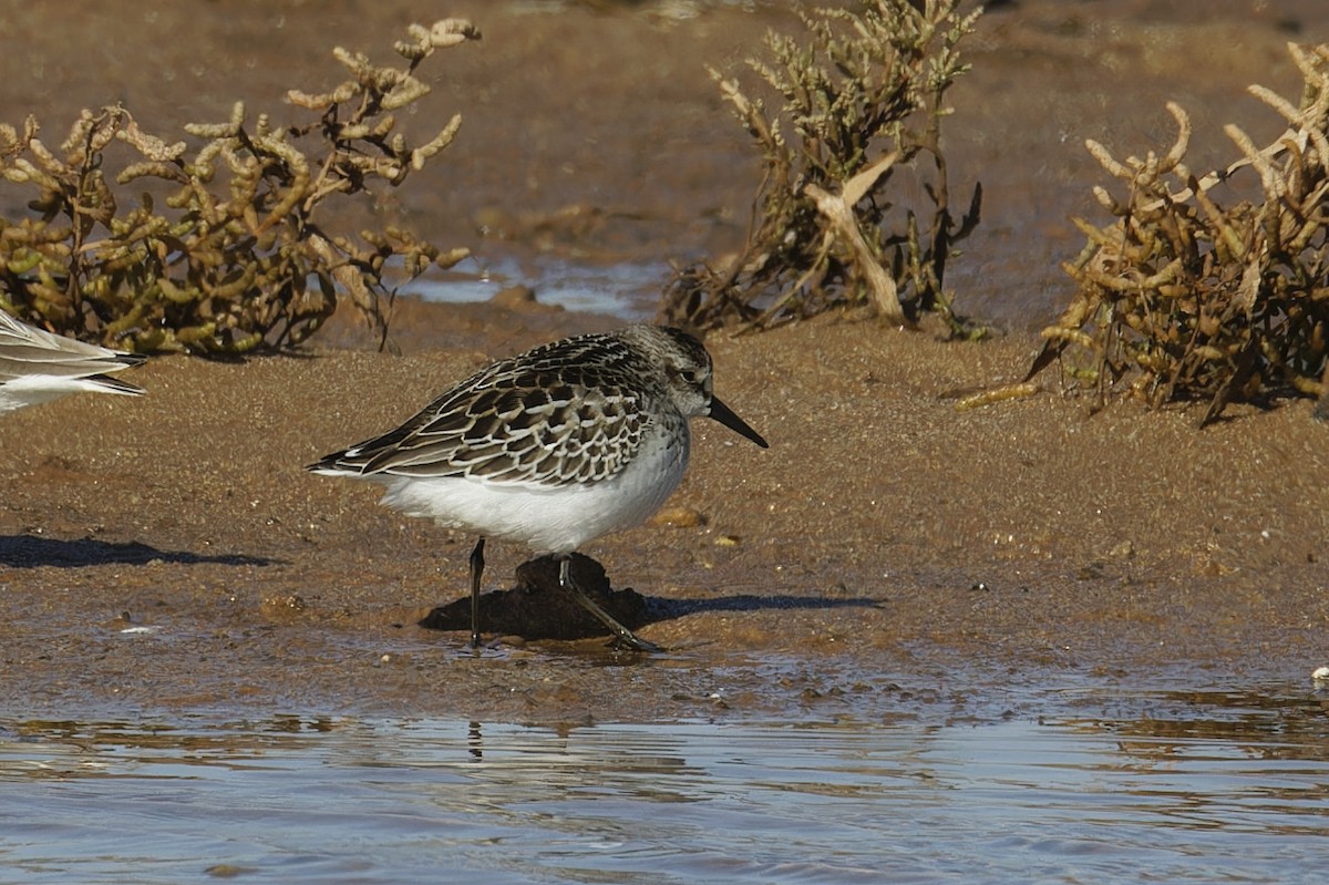 Semipalmated Sandpiper - António Gonçalves