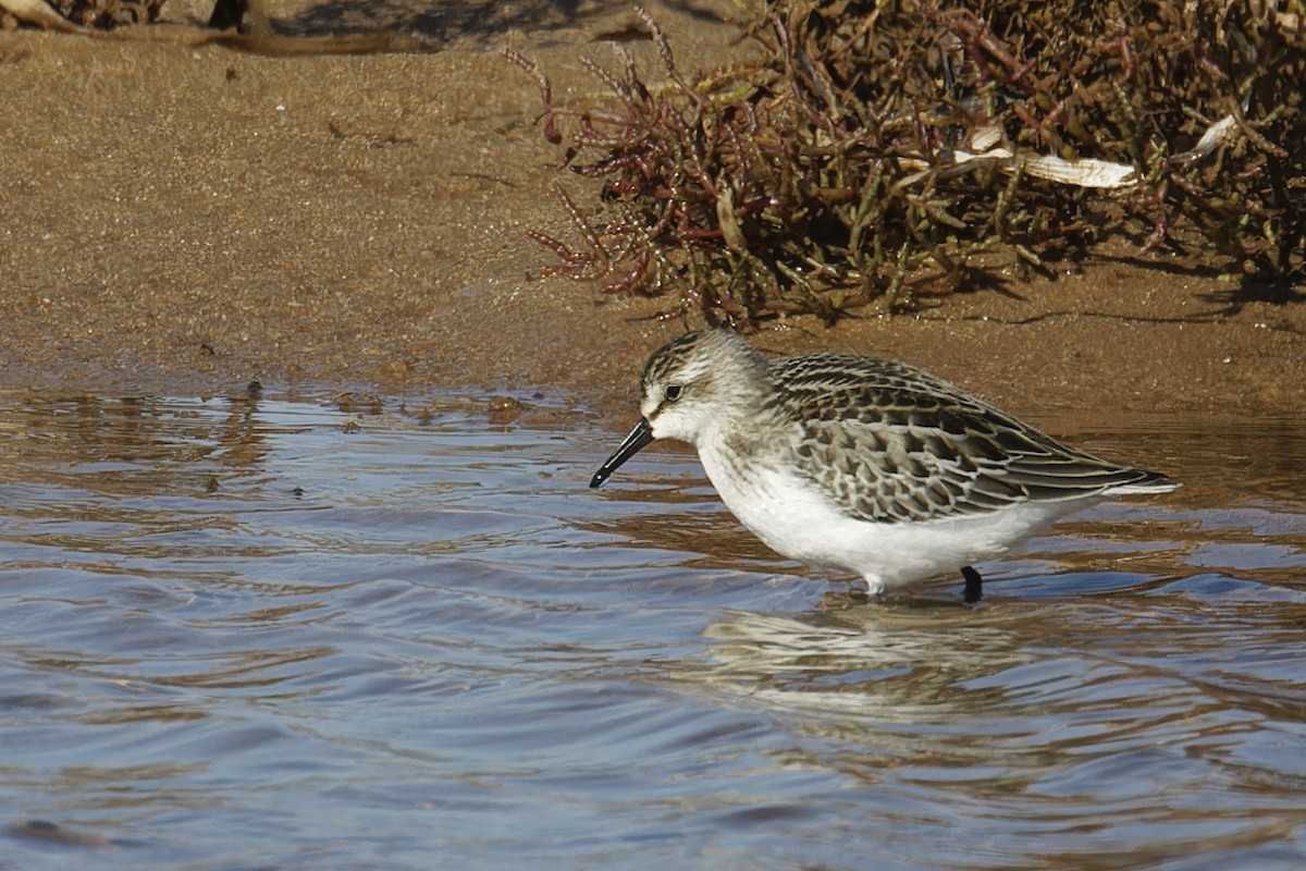 Semipalmated Sandpiper - ML624222219