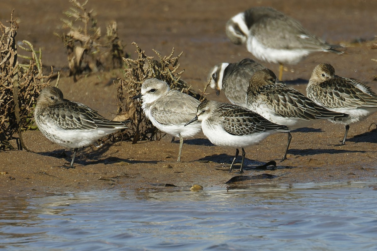 Semipalmated Sandpiper - ML624222220