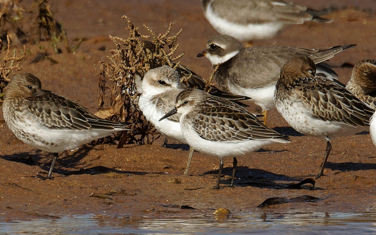 Semipalmated Sandpiper - ML624222222