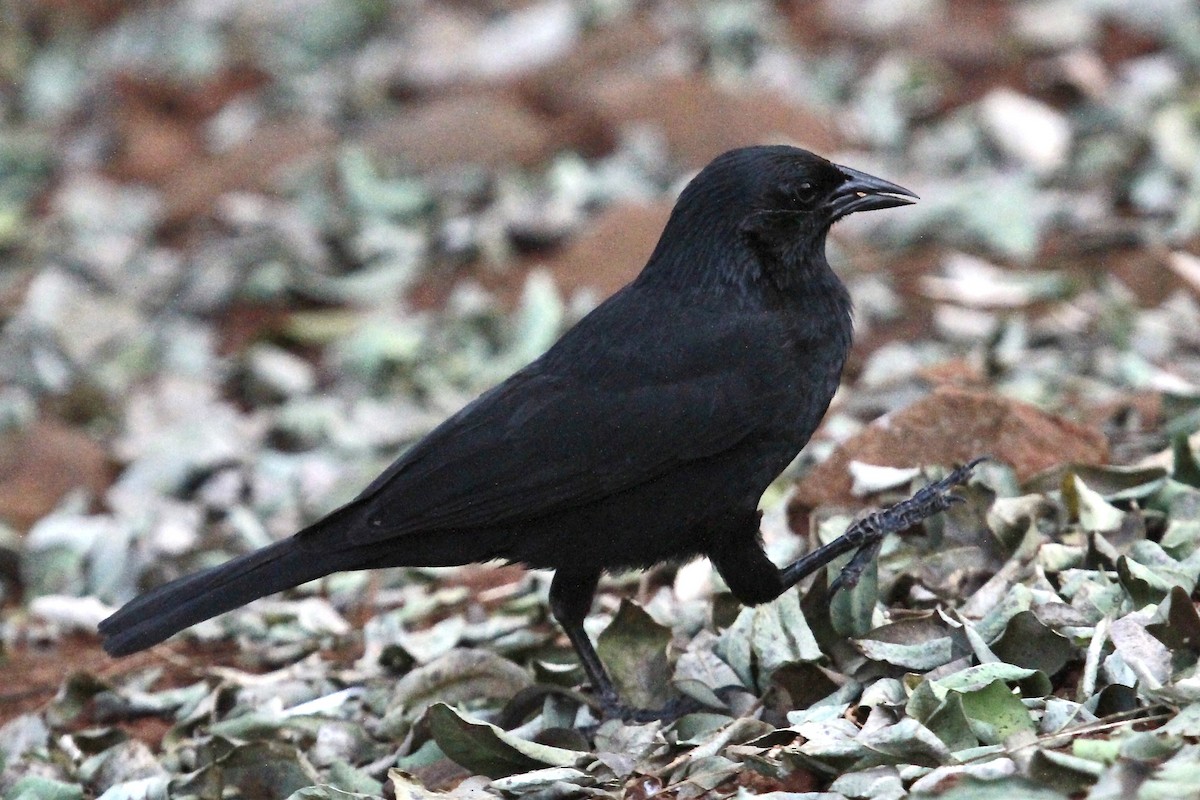 Chopi Blackbird - ML624222223