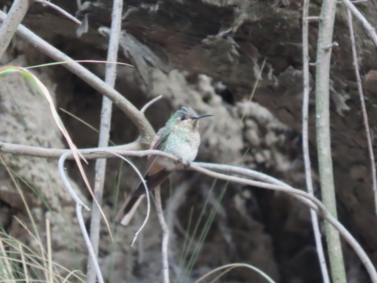 Red-tailed Comet - ML624222224