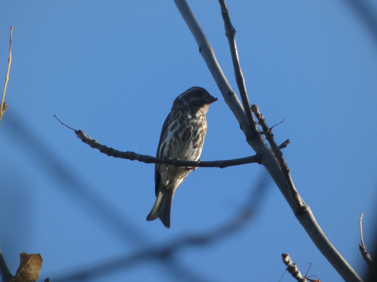 Purple Finch - ML624222226