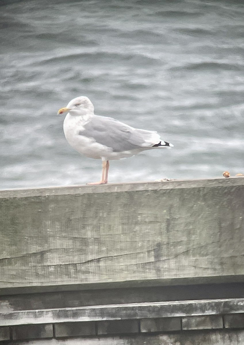 Herring Gull (European) - ML624222227