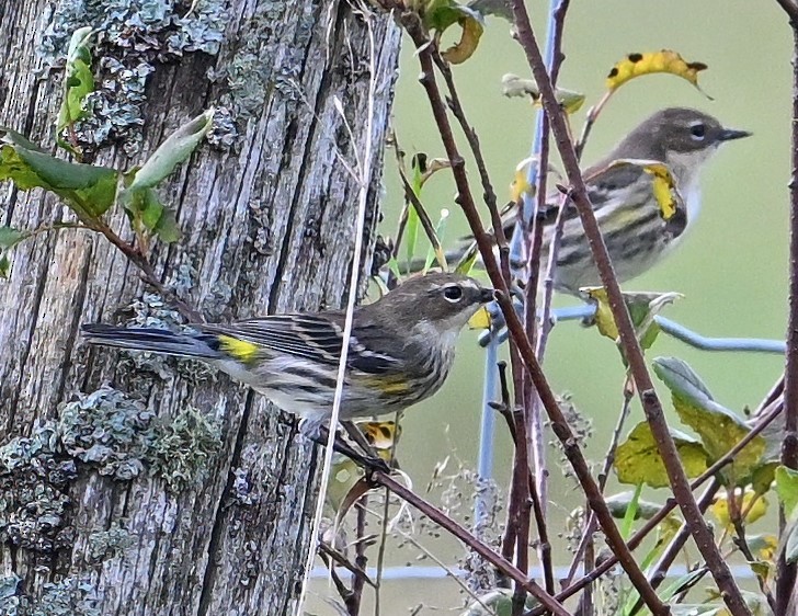 Yellow-rumped Warbler - Alan Sankey  COHL