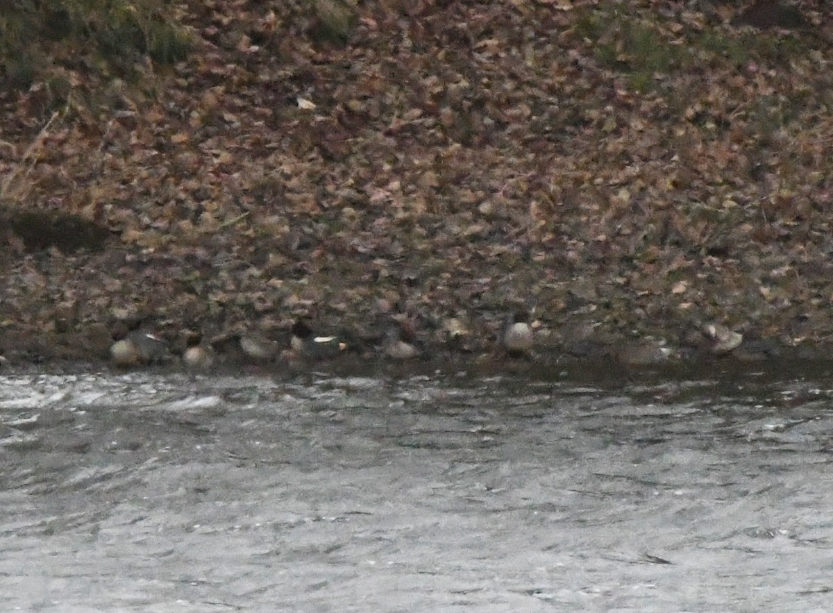 Green-winged Teal (Eurasian) - ML624222233