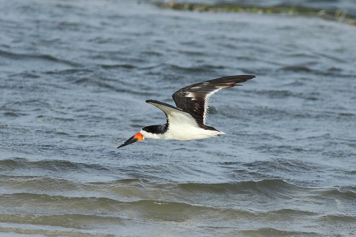 Black Skimmer - ML624222240