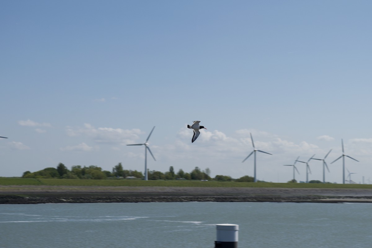 Eurasian Oystercatcher - ML624222254