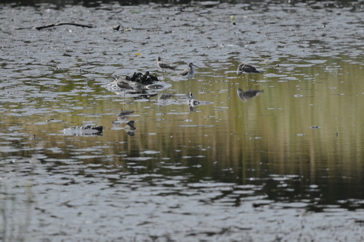 Greater Yellowlegs - ML624222258