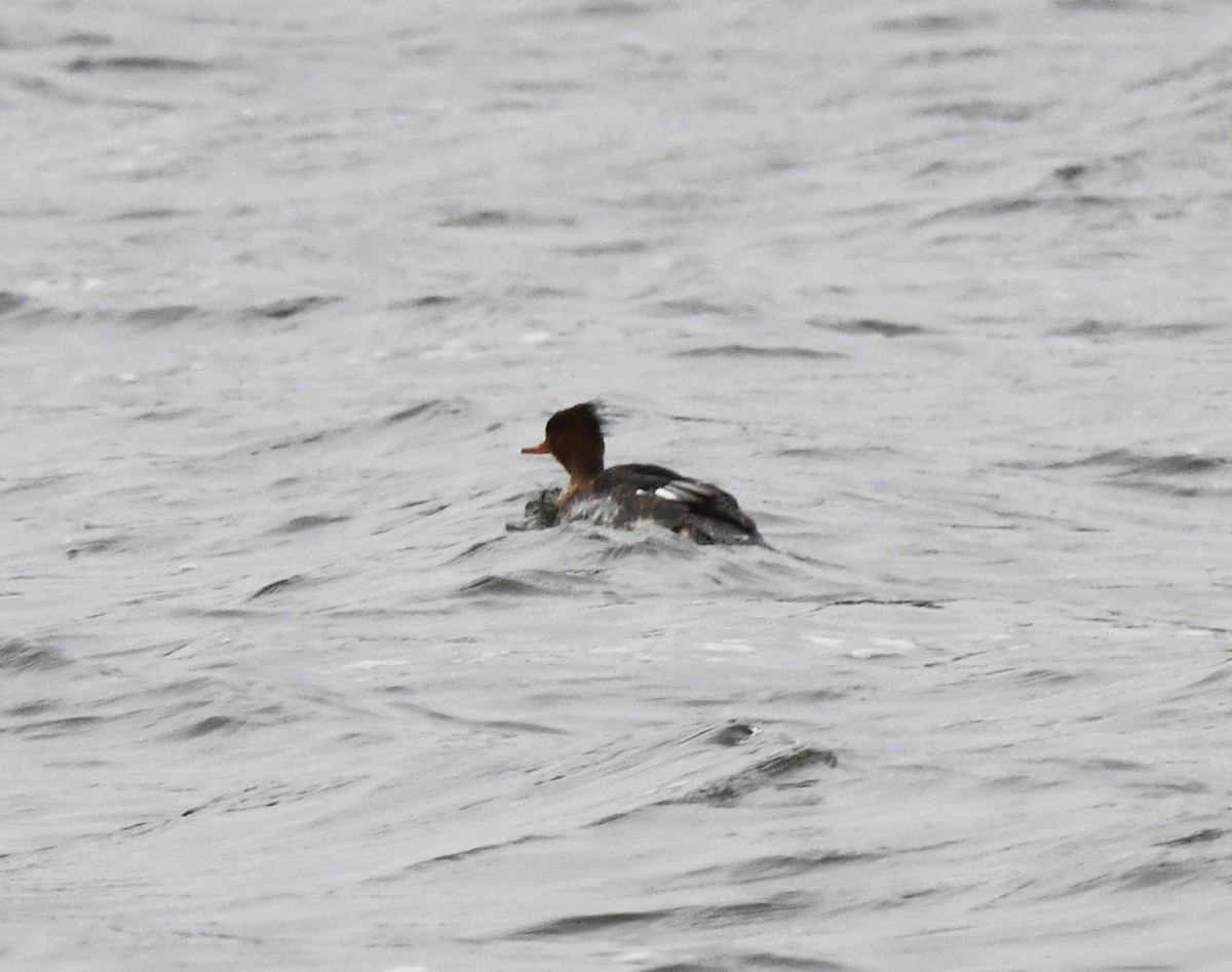 Red-breasted Merganser - ML624222264