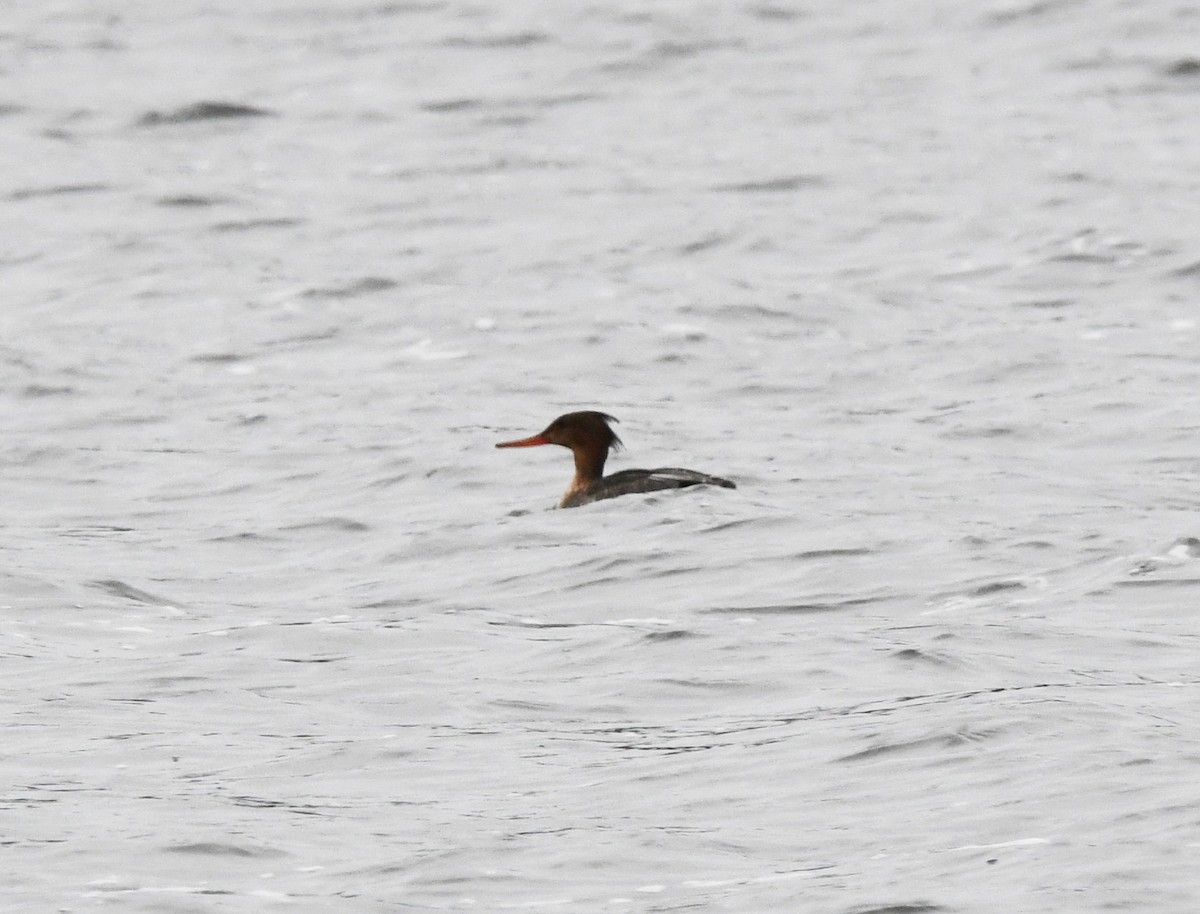 Red-breasted Merganser - ML624222265