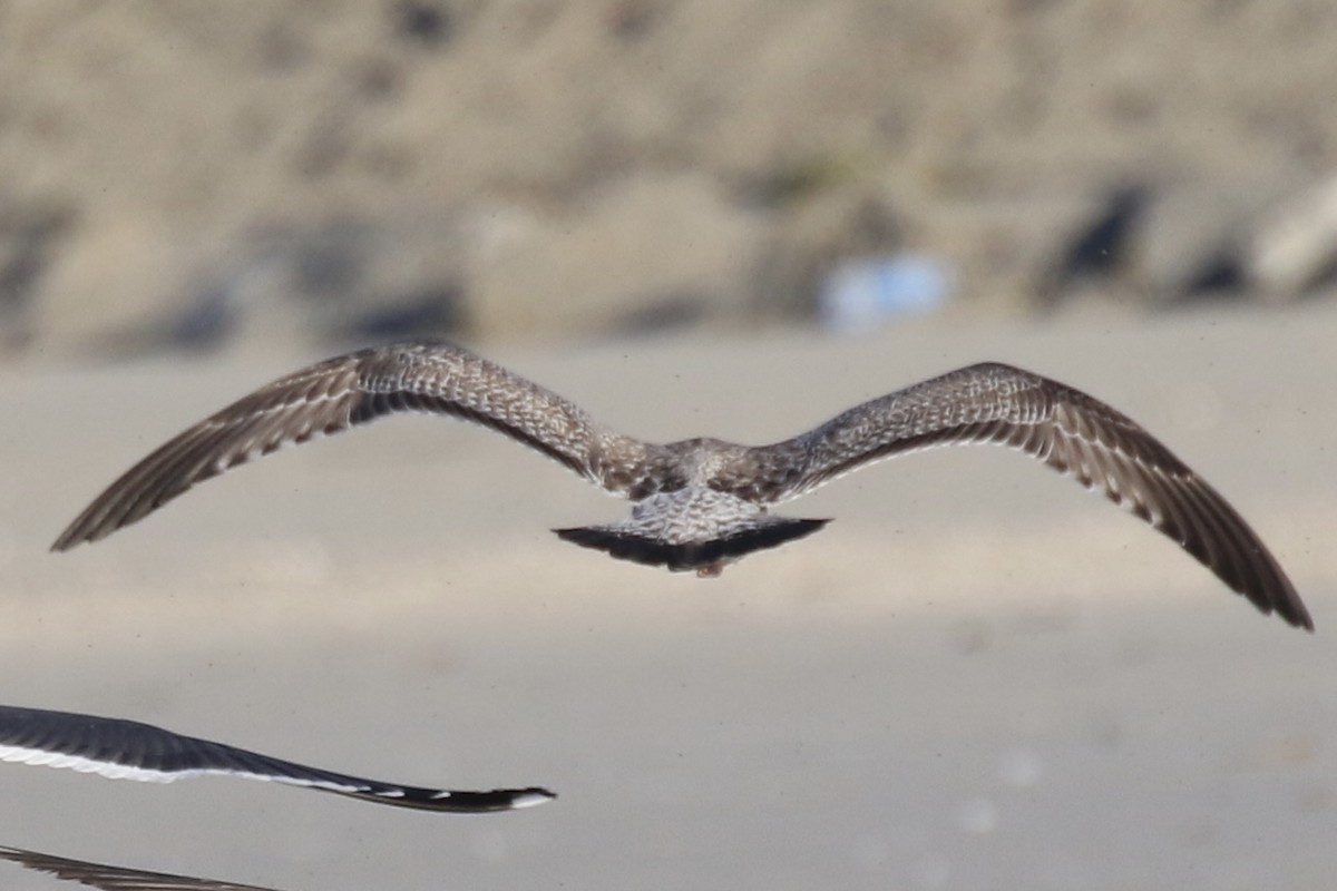 Herring Gull (Vega) - ML624222267